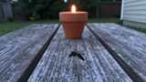 Do Citronella Candles Work?