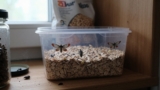 How to Clean a Pantry After Pantry Moths