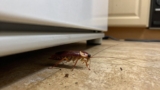 How to Get Rid of Cockroaches in Appliances