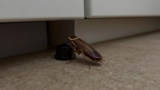 Do Cockroach Baits Work?