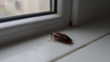 How to Get Rid of Cockroaches in the Bathroom