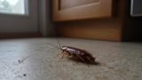 How to Get Rid of Cockroaches