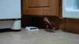 How to Prevent Cockroaches From Coming Back