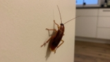 Can Cockroaches Climb Walls?