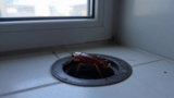 Can Cockroaches Come Through Drains?