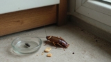 Can Cockroaches Survive Without Food or Water?