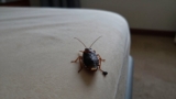 Where Do Bed Bugs Hide?