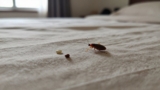 Fleas vs. Bed Bugs