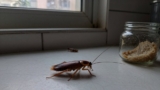German Cockroaches vs. American Cockroaches