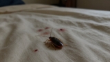 Bed Bugs vs. Mosquito Bites