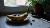 Fungus Gnats vs. Fruit Flies