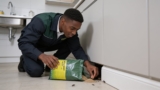 Top Cricket Baits That Guarantee a Big Catch