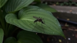 Where Do Mosquitoes Hide During the Day?