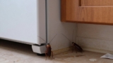 Where Do Cockroaches Hide During the Day?