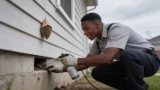 Effective Decoy Wasp Nests That Keep Unwanted Visitors Away