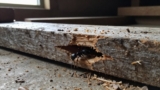 How to Find Carpenter Ant Damage