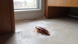 How to Use Diatomaceous Earth for Cockroaches