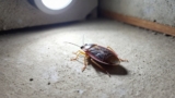 Does Diatomaceous Earth Kill Bed Bugs?