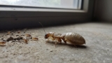 Does Diatomaceous Earth Kill Termites?