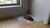 Diatomaceous Earth vs. Boric Acid for Roaches