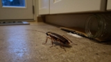 How to Get Rid of Cockroaches Without an Exterminator