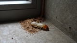 How to Get Rid of Termites Without an Exterminator