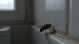 Drain Flies vs. Moths
