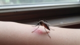 How Long Do Mosquito Bites Last?