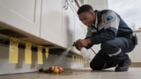 Effective Gnat Traps That Eliminate Pests and Keep Bugs Out