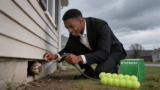 Effective Hornet Repellents That Keep Stingers Away