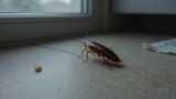 How to Get Rid of American Cockroaches