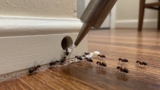 How to Get Rid of Ants in Walls