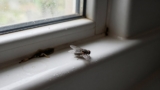 How to Get Rid of Drain Flies