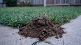 How to Get Rid of Fire Ant Mounds