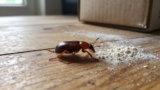 How to Get Rid of Flour Beetles