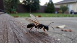 How to Get Rid of Flying Ants