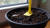 How to Get Rid of Fungus Gnats