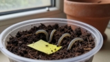 How to Kill Fungus Gnat Larvae