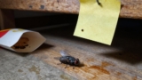 How to Get Rid of Flies in the Garage