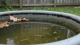 How to Get Rid of Mosquito Larvae in Water