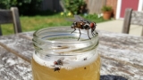 How to Get Rid of Flies Outside