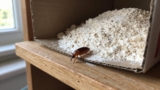 How to Get Rid of Weevils