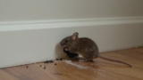 How to Get Rid of Mice in Walls