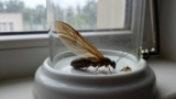 How to Get Rid of Flying Termites