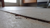How to Get Rid of Pavement Ants