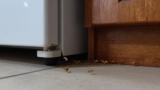 How to Get Rid of Pharaoh Ants