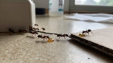 How to Get Rid of an Ant Colony