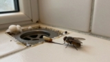 How to Find a Drain Fly Breeding Site