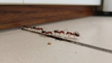 How to Find an Ant Nest in Your House