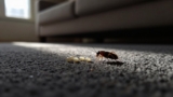 How to Find Flea Eggs